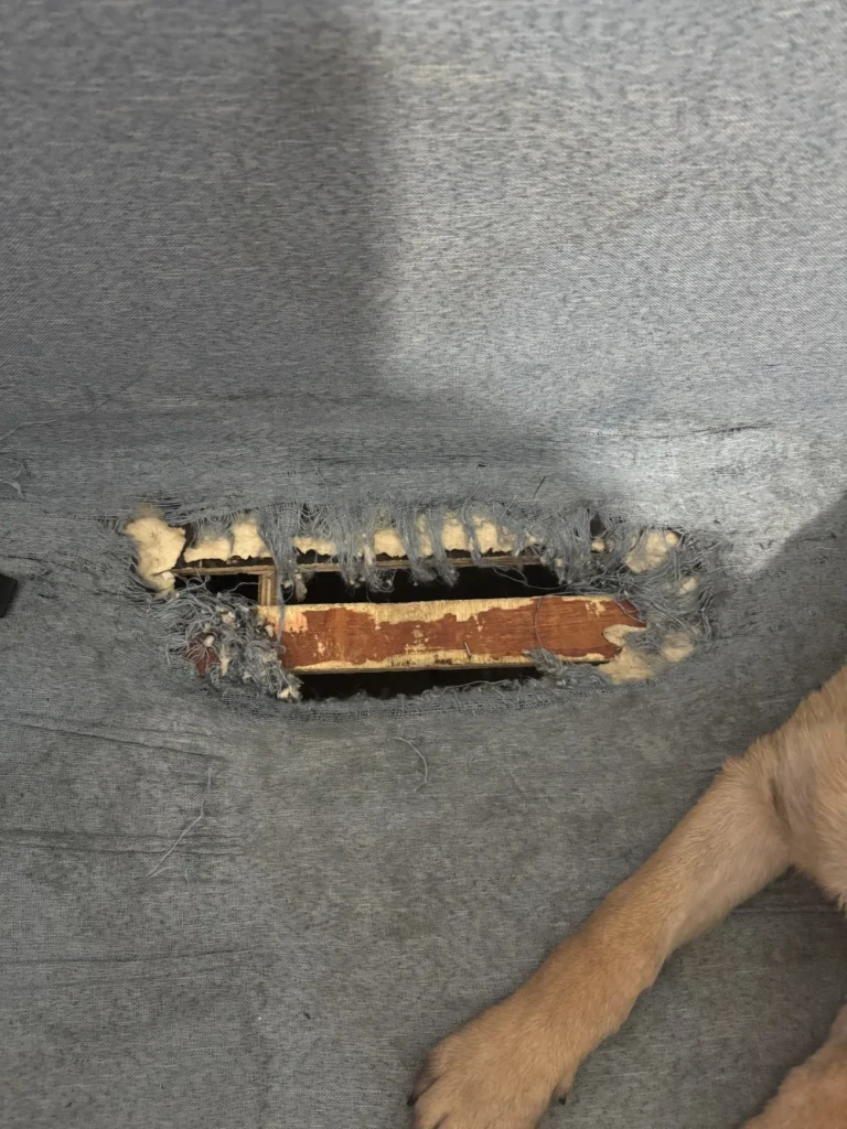 Belgian Malinois Herc destructive chewing huge hole in pull-out chair high energy puppy destruction