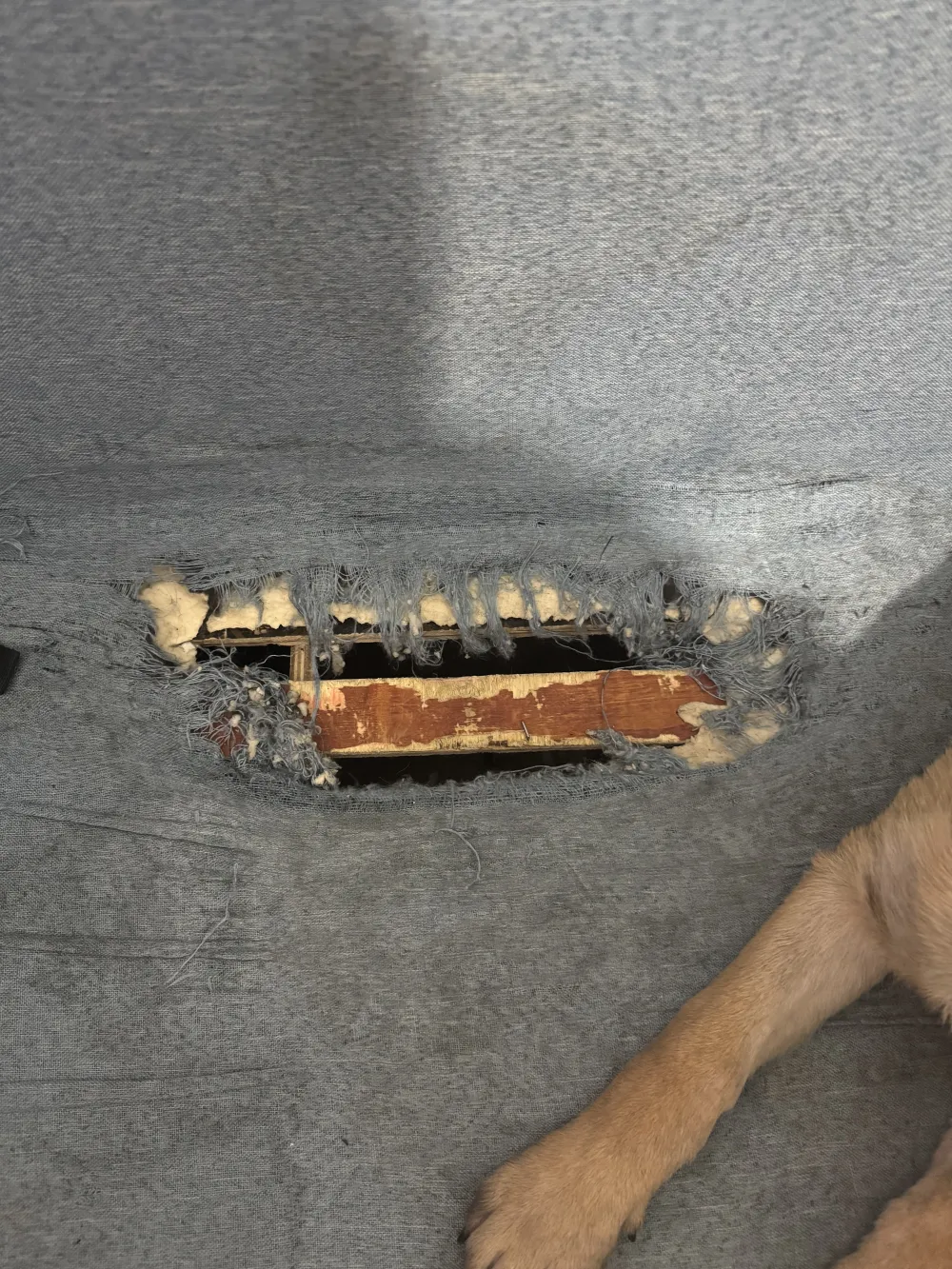 Malinois belge Herc mastication destructrice gros trou fauteuil destruction chiot haute énergie
