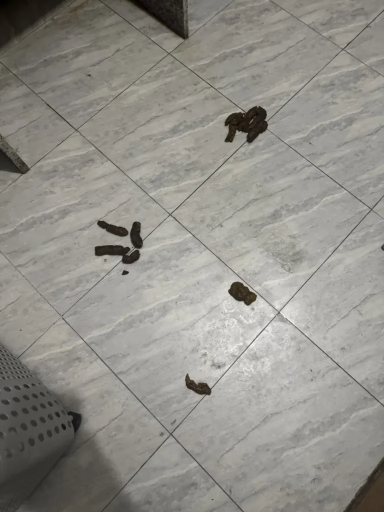 Border Collie Luna indoor potty accident high energy puppy destruction