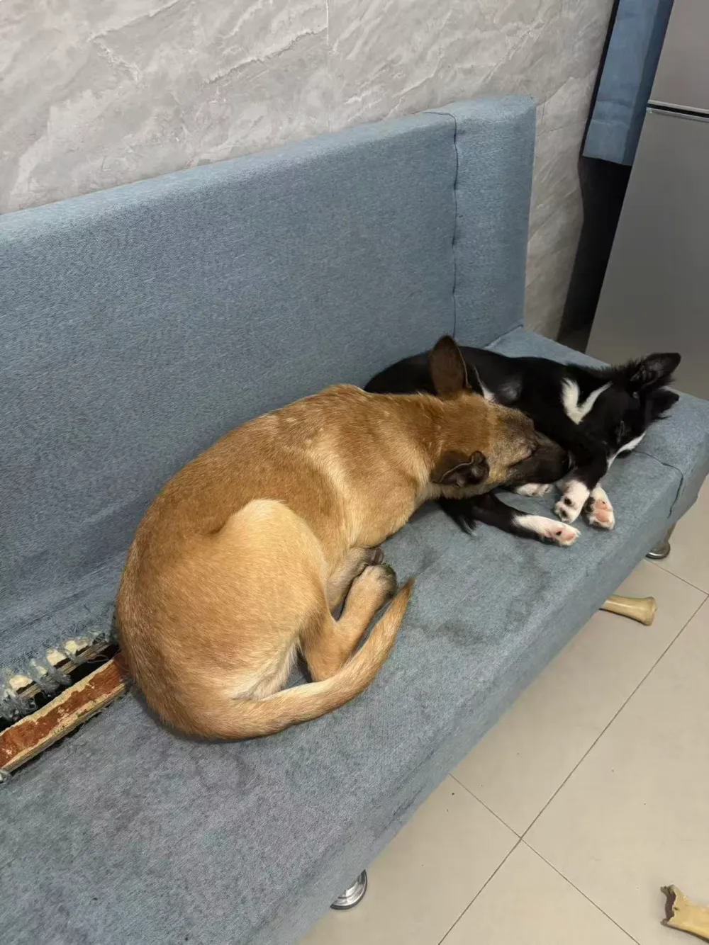 High energy puppies Herc and Luna sleeping peacefully on couch after chaos cute moment