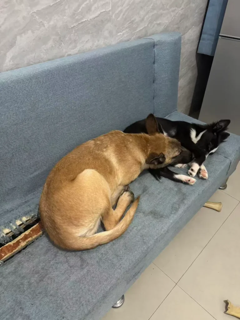High energy puppies Herc and Luna sleeping peacefully on couch after chaos cute moment