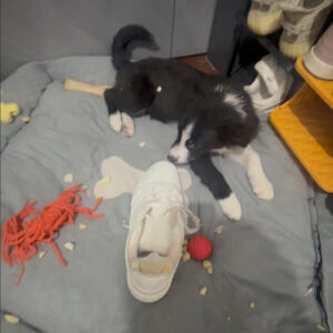 Luna chewing Louis Vuitton shoes
