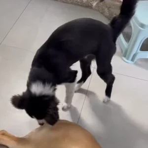 7-month-old-puppy-behavior-and-summer-grooming