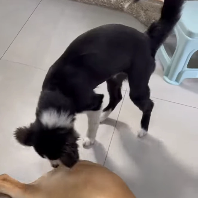 7-month-old-puppy-behavior-and-summer-grooming